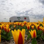 Hollanda'da lale tarlalarında artık robotlar devriye geziyor