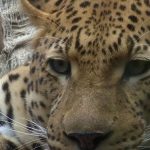 Panthera 'Yaşam İçin Kürk' projesiyle leoparları kurtarıyor