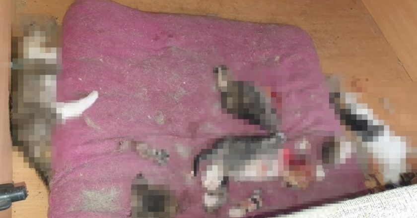Ankara'da kafası ve patileri kesilmiş 6 yavru kedi bulundu!  – Türkiye'den son dakika haberleri