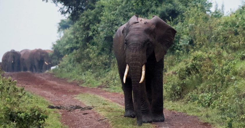 Zimbabve kuraklık nedeniyle 200'e yakın fil kesip etlerini halka dağıtacak