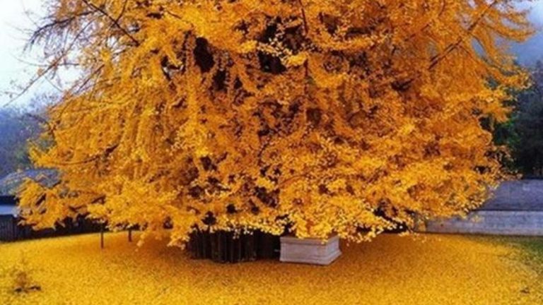 Hemoroide iyi gelir! (Hemoroidi tedavi eder) Ginko Biloba nedir ve ne için kullanılır? Gingko Biloba'nın faydaları nelerdir ve ne için kullanılır?