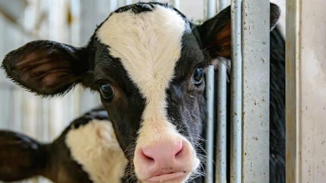 Ankara'dan sonra Bolu! Deli dana paniği... Deli dana hastalığı nedir ve nasıl bulaşır? Deli dana hastalığının belirtileri nelerdir? Kişiden kişiye bulaşabilir mi? 2